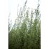 Photo of a Tarragon Plant.