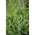 Photo of a hyssop plant.