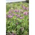 Photo of flowering hyssop plants.