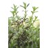 Photo of a savory plant.