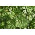 In the photo you can see the coriander plant.
