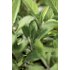 Photo of leaves of a sage plant.