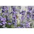 The photo shows lavender. A bee is on a lavender flower.