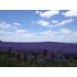 Photo of a Lavender field.