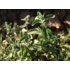 In the photo you can see the marjoram plant.