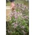 In the photo you can see the oregano plant.