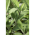 salbei_-pflanze_wasserbauer-1.jpg_w413.png