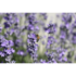 lavendel_feld_bulgarien-6.jpg_w413.png