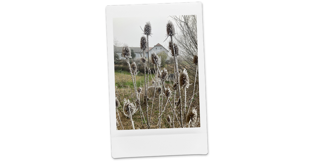 Gefrorene Blumen im Winter | © SONNENTOR